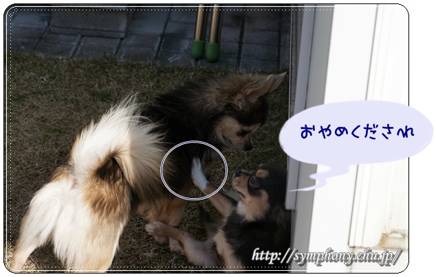 チワワ子犬ーカイ君