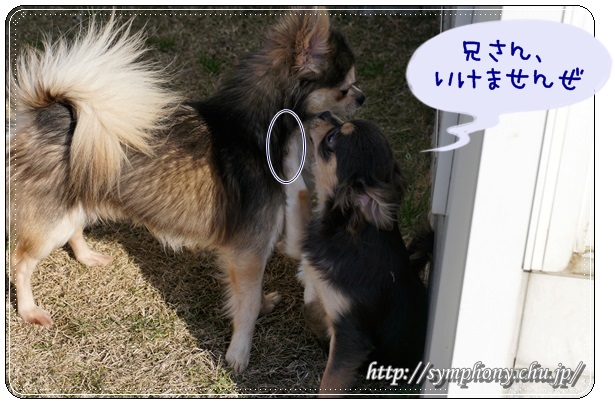チワワ子犬ーカイ君