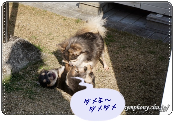 チワワ子犬ーカイ君