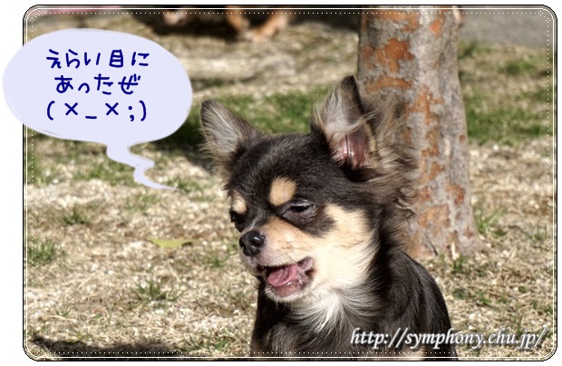 チワワ子犬ーカイ君