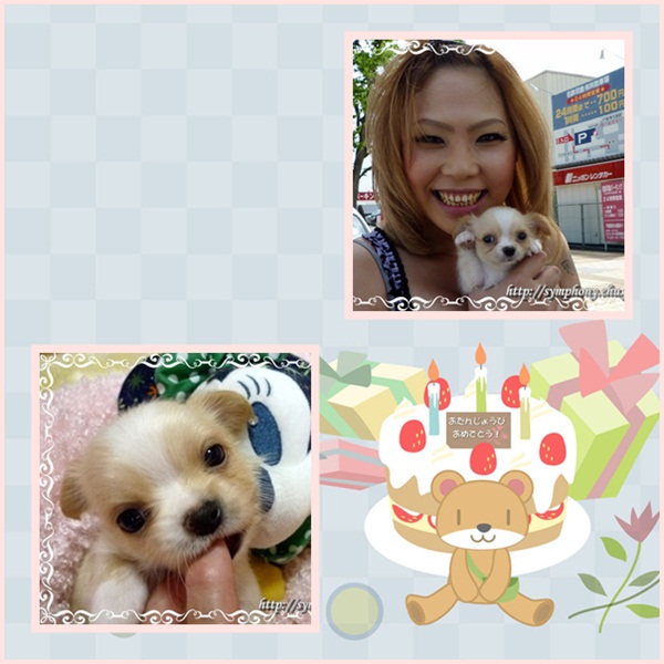 チワワ子犬―リオ君