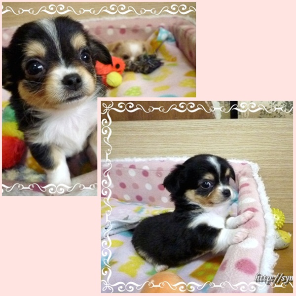 チワワ子犬―ポンズ君