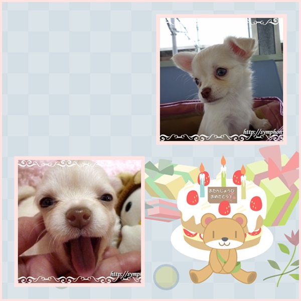 チワワ子犬―あんずちゃん