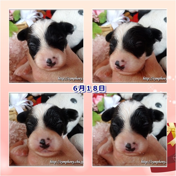 パピヨン子犬ー１