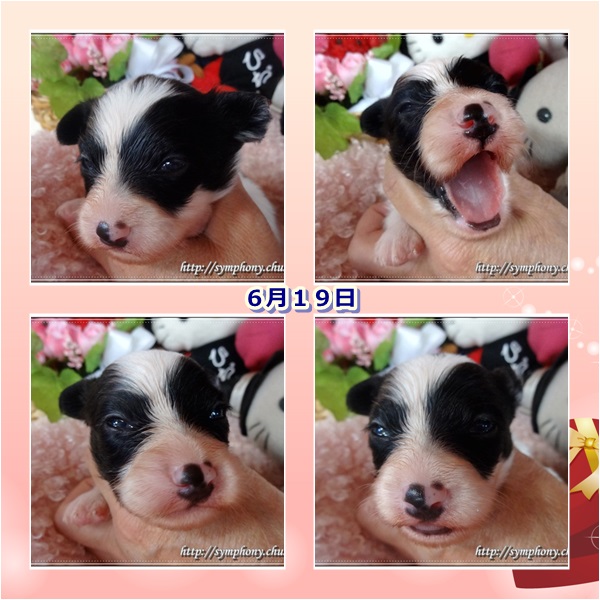 パピヨン子犬ー２