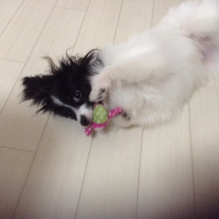 パピヨン子犬―福ちゃん