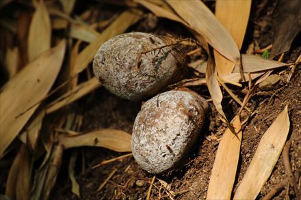 キヌガサタケの卵