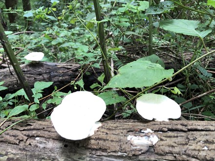 s2020-10-12 13.00.51.jpg