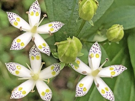 s2020-10-12 13.05.42-2.jpg