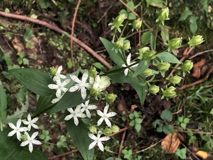 s2020-10-12 13.08.56-1.jpg