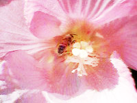 花とみつばち