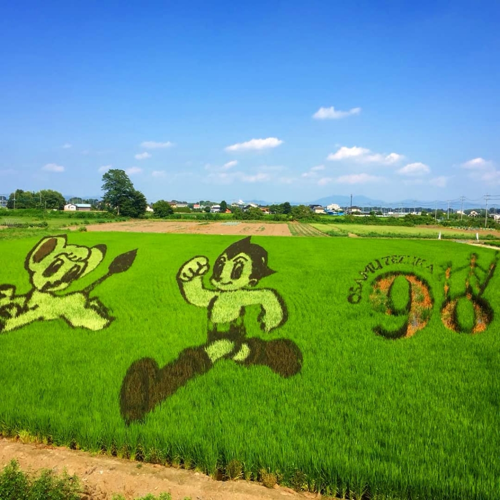 おやま田んぼアート 絹会場 富士見幼稚園ブログ 茨城県結城市