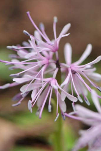 線香花・・・