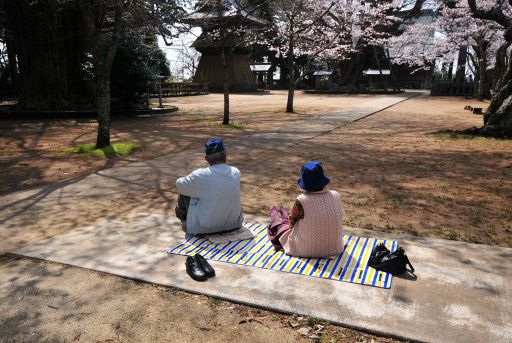 静かなお花見