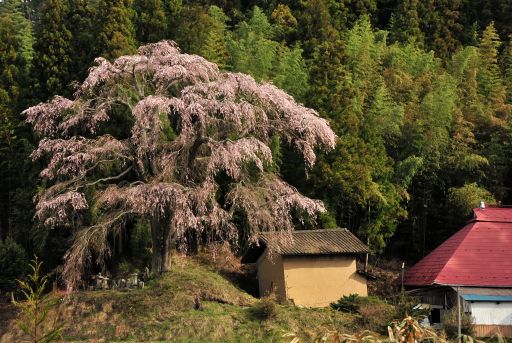 枝垂桜