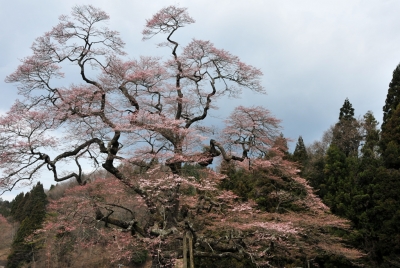 二段田のひがん桜