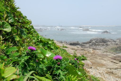 海岸に咲くアザミ