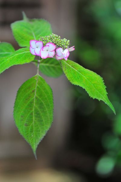 お気に入りの一花