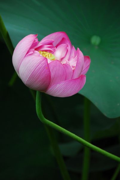 花開く