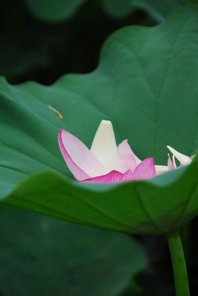 花びら
