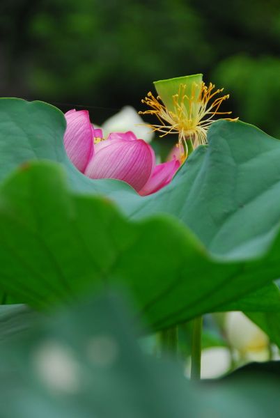 花あと
