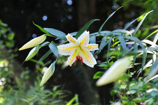 山百合