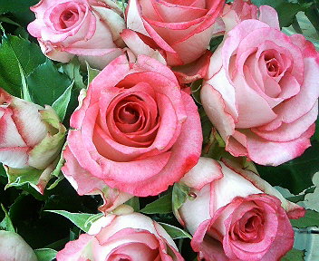 200811281048000.jpg