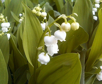 200904281229001.jpg