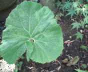 20110525085533.jpg
