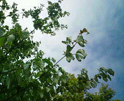 20110709094426.jpg