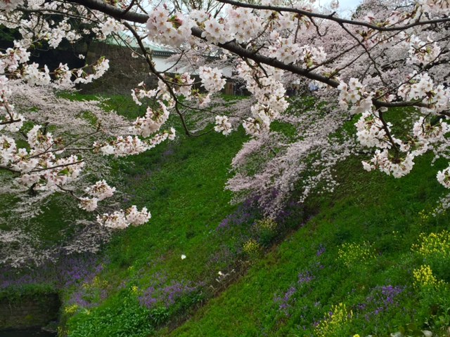 菜の花2.jpg