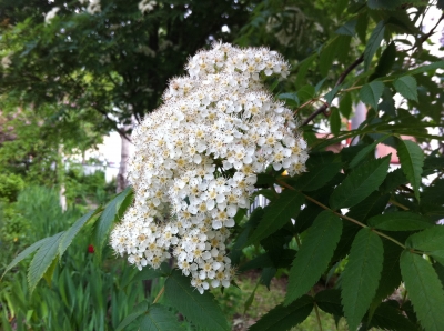 ななかまどの花