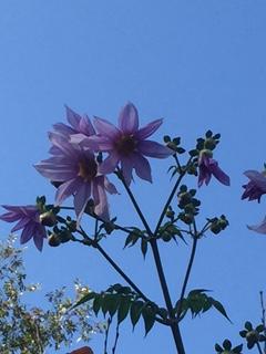 IMG_7122.JPG