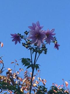 IMG_7124.JPG