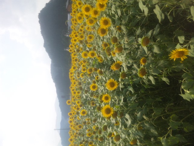 SH3J0245.jpg