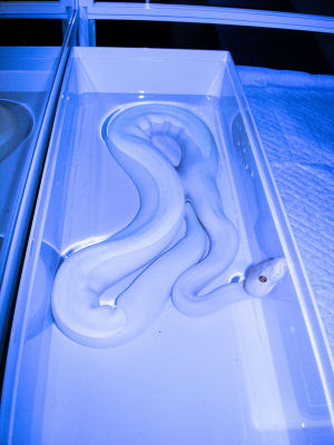 se