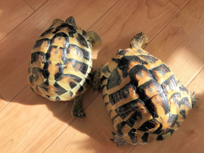 2e