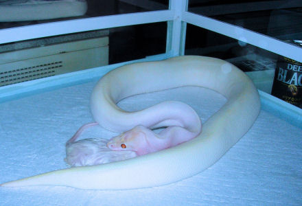 zs