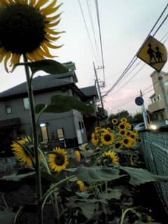 20110815181817.jpg