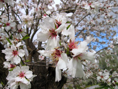 桜みたいなアーモンドの花