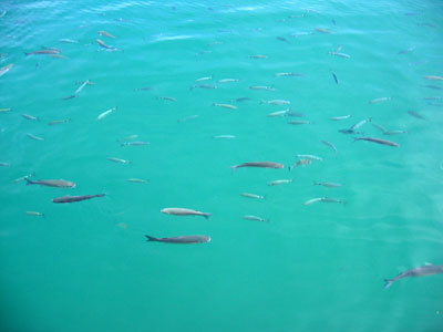 魚たち