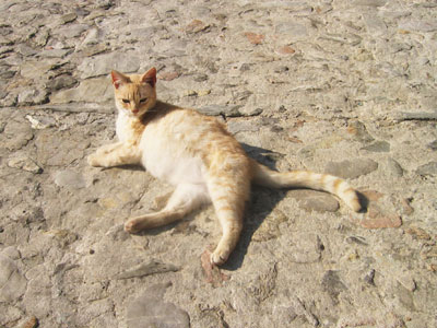 猫さん