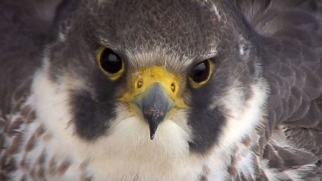 c Springwatch 動物ののぞき見 英国アート生活