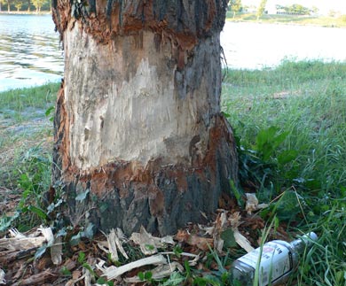 beaver.jpg