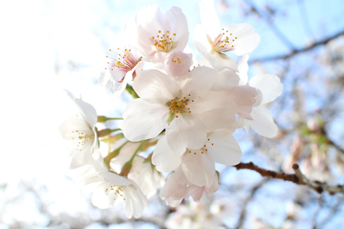 九段の桜