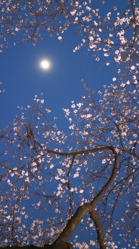 おぼろ月夜