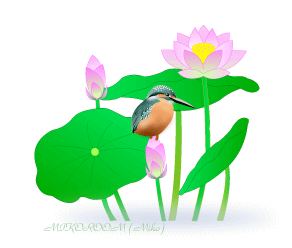 蓮のお花に翡翠♪