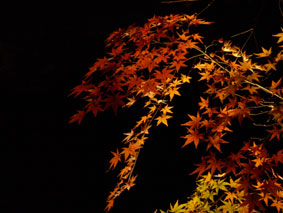 紅葉2