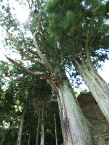 杉