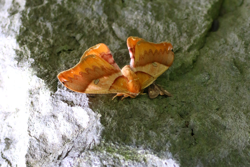 クスサン KayaSumi PhotoLog